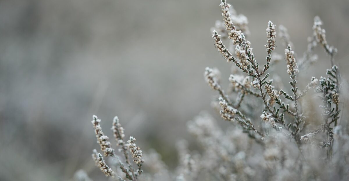 heather pagan ice cream snow frozen winter nature snow snow winter winter winter winter winter