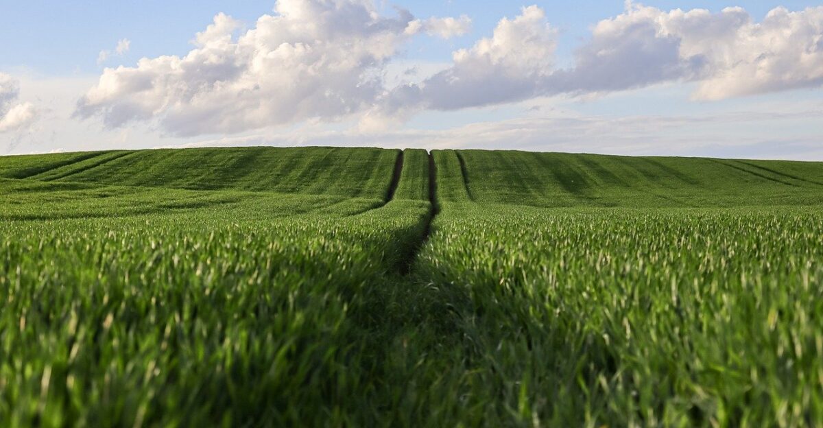 wheat wheatfield agriculture nature landscape rural agricultural arable land cereals sunset