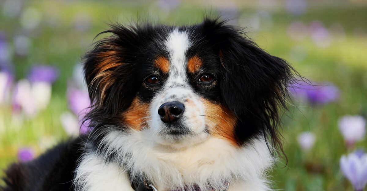 australian shepherd dog animal nature herding dog good-natured protective female dog purebred dog animal portrait dog head eyes pet dog look snout domestic animal creature