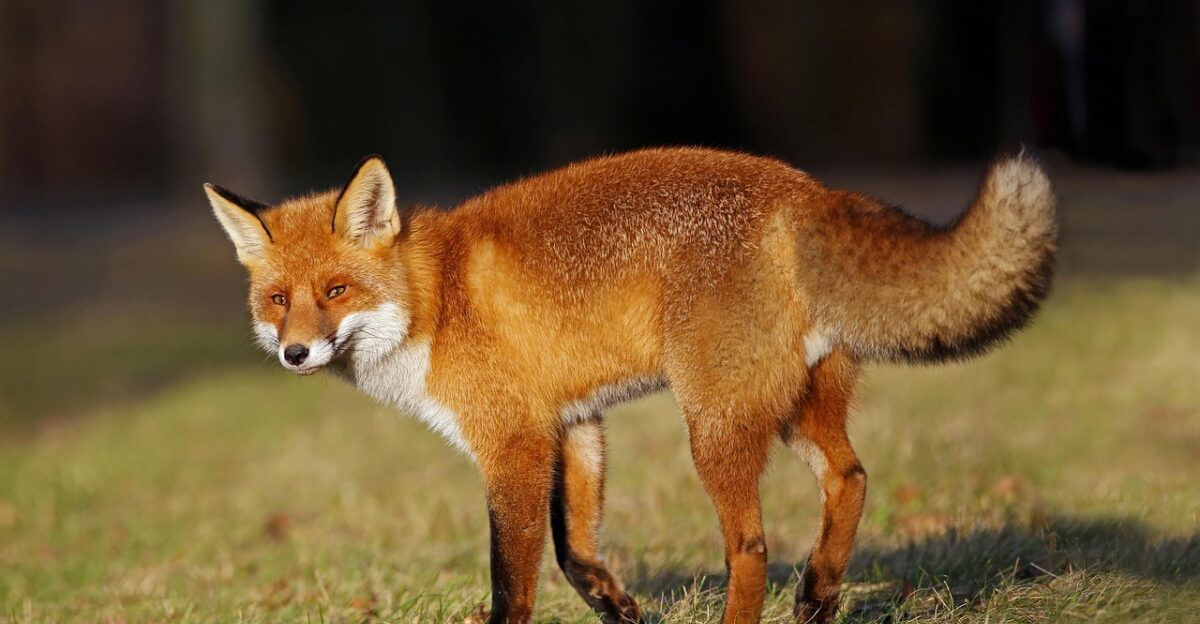 fox red fox nature animals wild mammal fox fox fox fox fox red fox