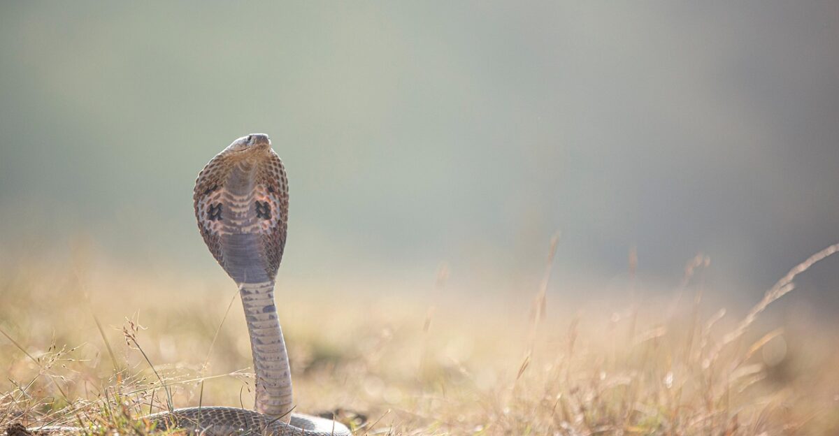 snake reptile species indian cobra wild dangerous snake snake snake snake snake