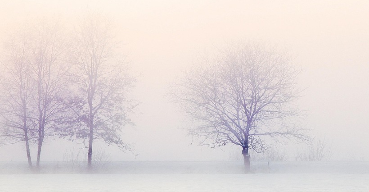 winter landscape, trees, snow, nature, snowy, freezing, cold, bare trees, tree branches, branches, white, landscape, holland, snow, snow, snow, snow, snow, nature, white, white, white, landscape