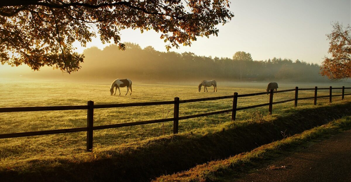 horses grazing ranch sunrise animals mammals dawn morning pasture grassland fog mist nature field fence rural countryside