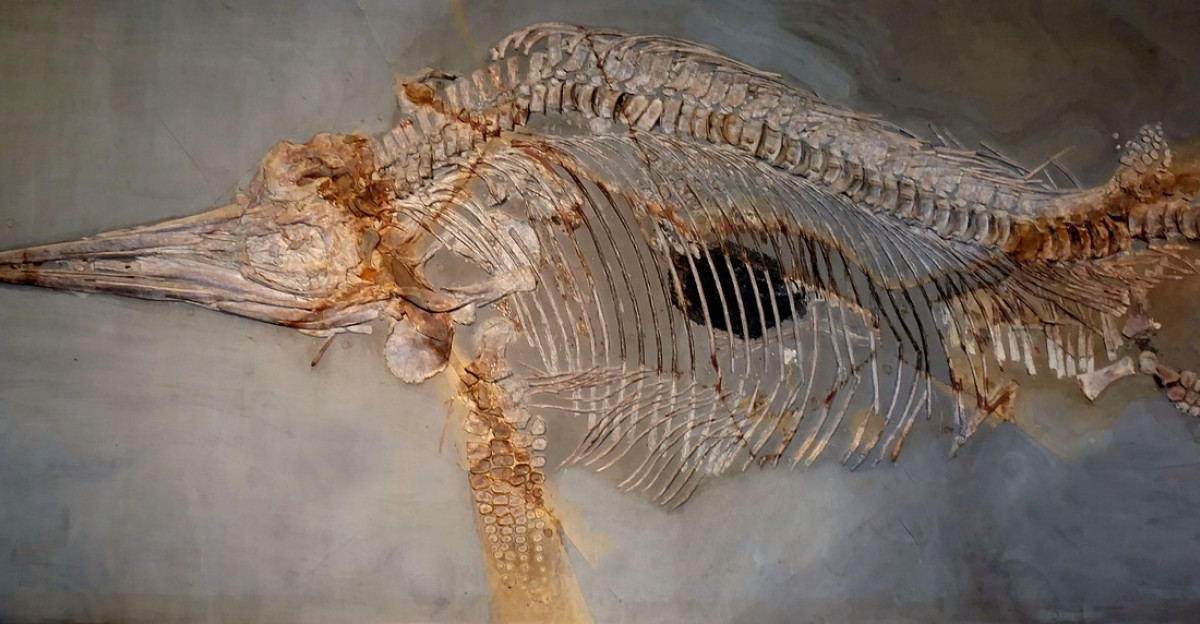 ichthyosaurs dinosaur petrification museum fossil primeval times stone fossils natural history museum paleontology urtier ancient fund skeleton exhibit fish dinosaur science stone slab