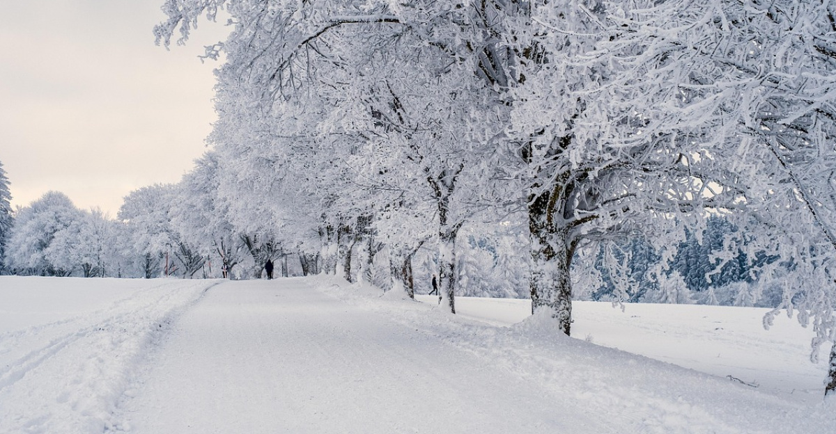 snow, landscape, trees, winter landscape, snow landscape, cold, covered in snow, nature, winter, snow, snow, snow, snow, winter, winter, winter, winter, winter
