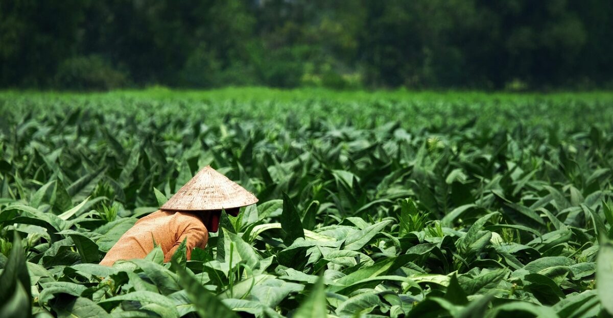 women field farmers extra tobacco field vietnam asia saigon conical hats women women women women women farmers farmers tobacco field vietnam vietnam vietnam vietnam saigon saigon saigon
