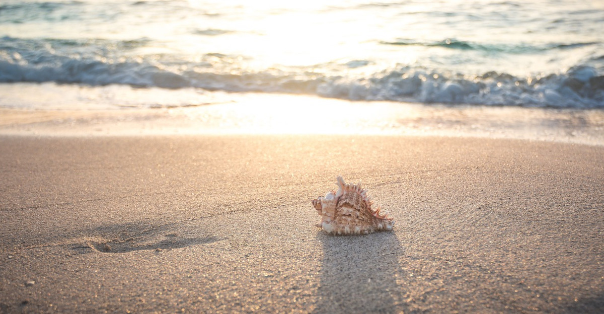 beach shell sea vacations sand nature summer spiral coast summer vacation beach beach shell summer summer summer summer summer