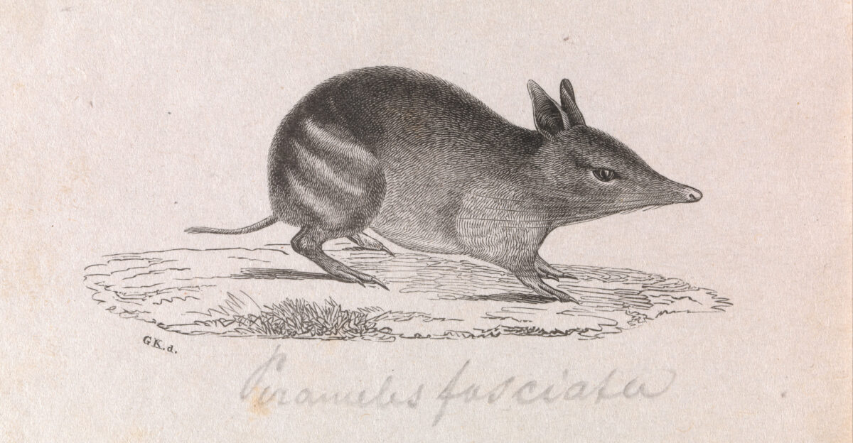 western barred bandicoot