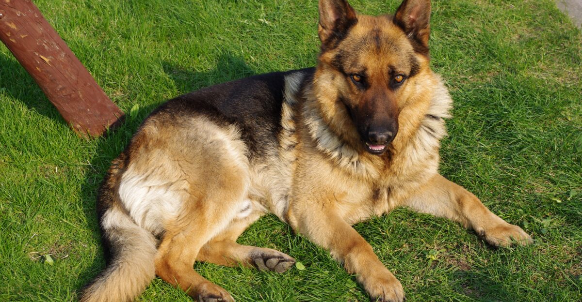 A German Shepherd dog
