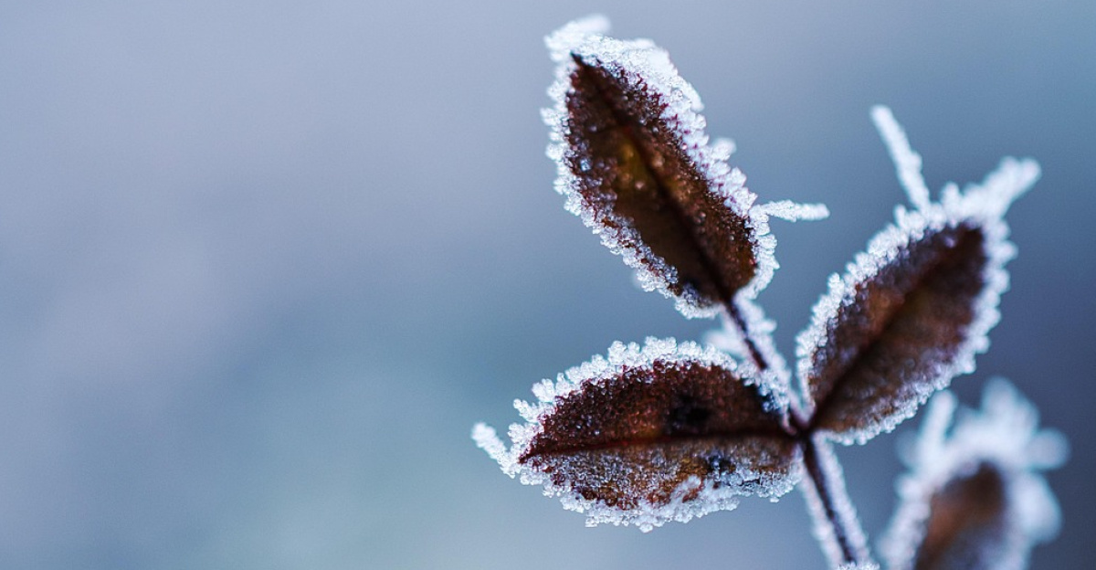 plant, frost, cold, snow, frozen, nature, close up, macro, winter, frost, snow, snow, frozen, nature, winter, winter, winter, winter, winter