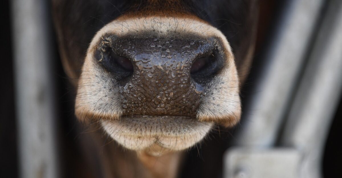 cow farm barnyard cattle beef livestock agriculture animal meadow pasture grass nature dairy nose soft cow cow cow cow cow cattle nose