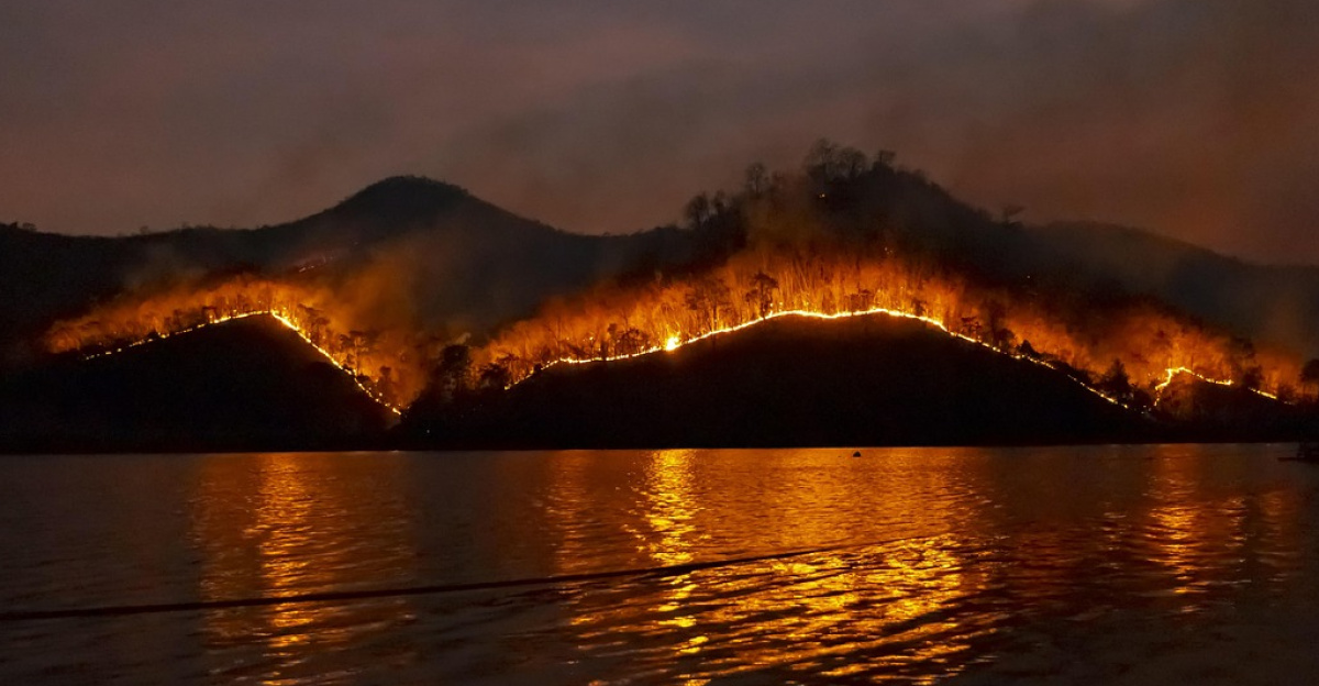 wildfire, bushfire, fire, forest, nature, emergency