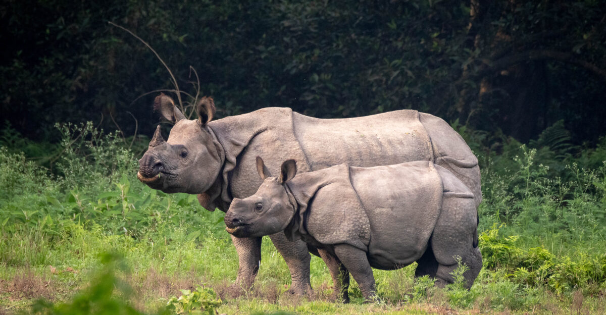 Greater one-horned rhinoceros mother and calf in Chitwan National Park Nepal