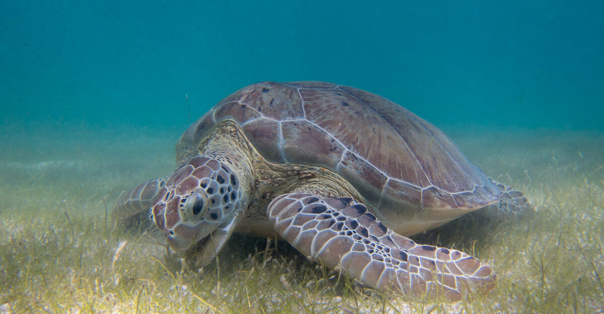 Green Sea Turtle grazing seagrass at Akumal bay