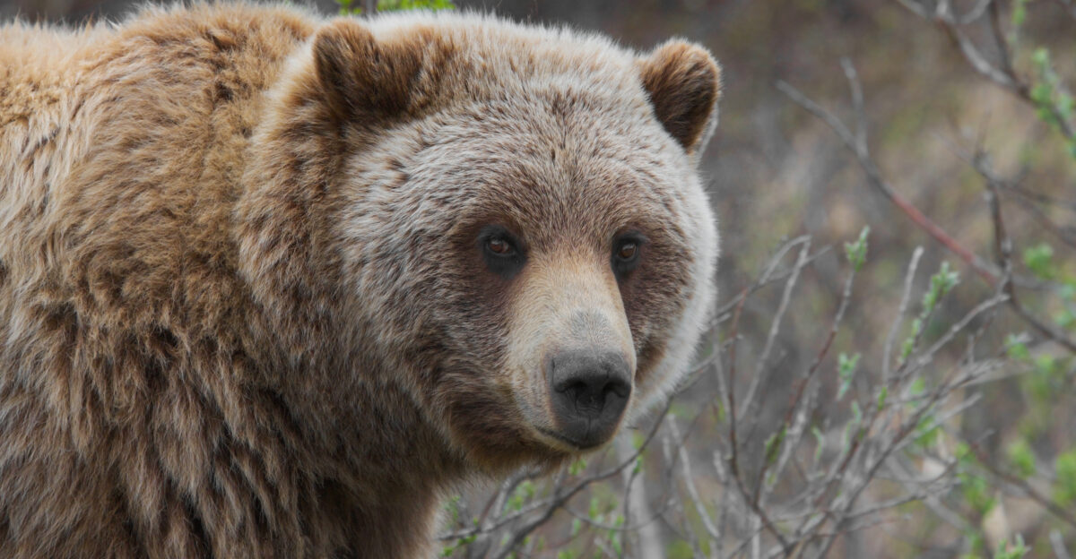 The grizzly bear Ursus arctos ssp is any North American subspecies of brown bear