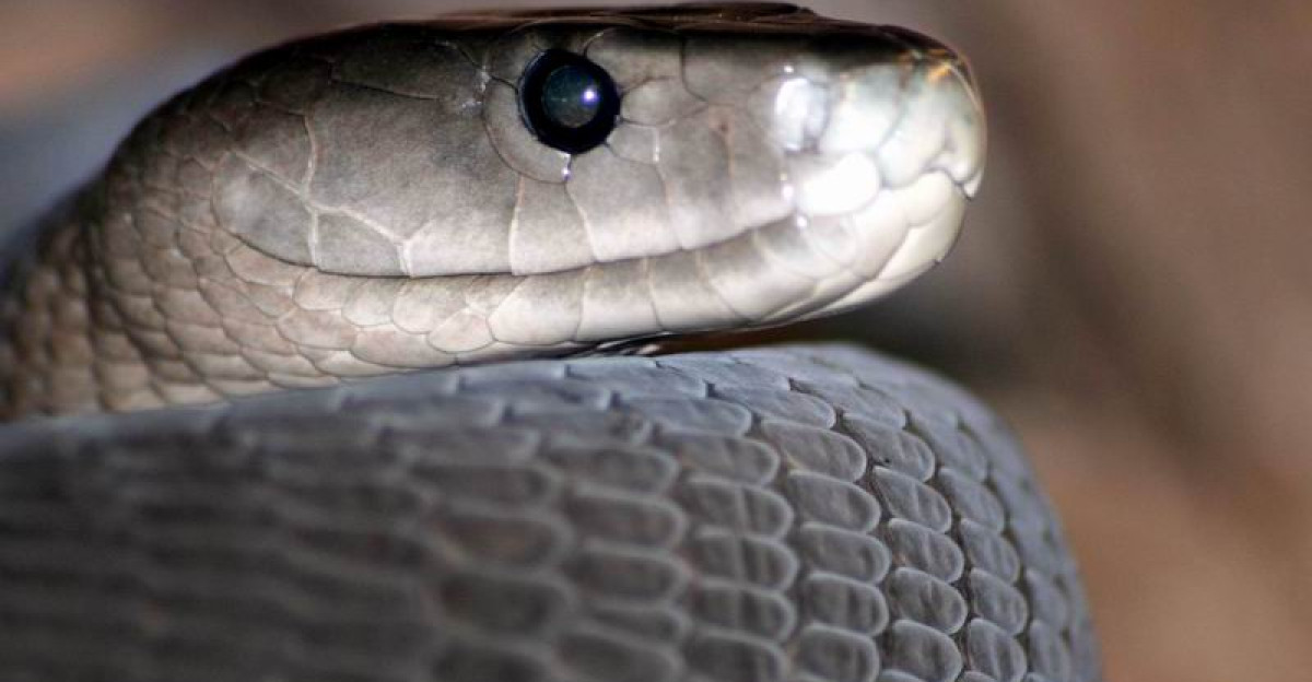 Hartebeespoort Zoo and snake park Black Mamba