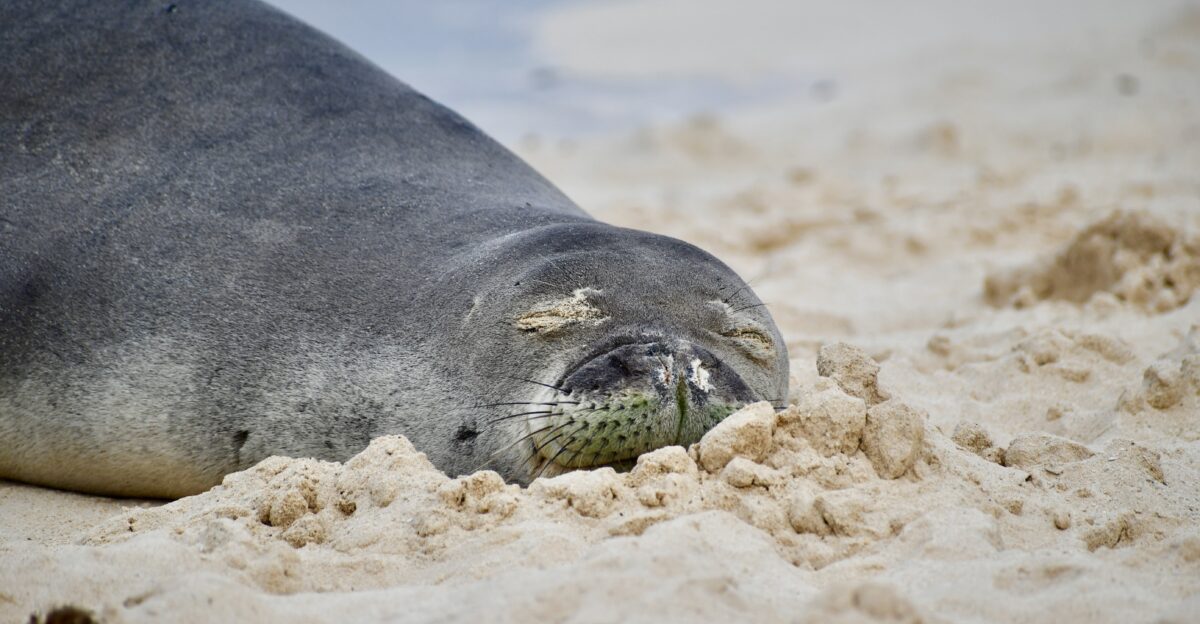 A Hawaiian monk seal sleeping on Lanikai Beach in Oahu