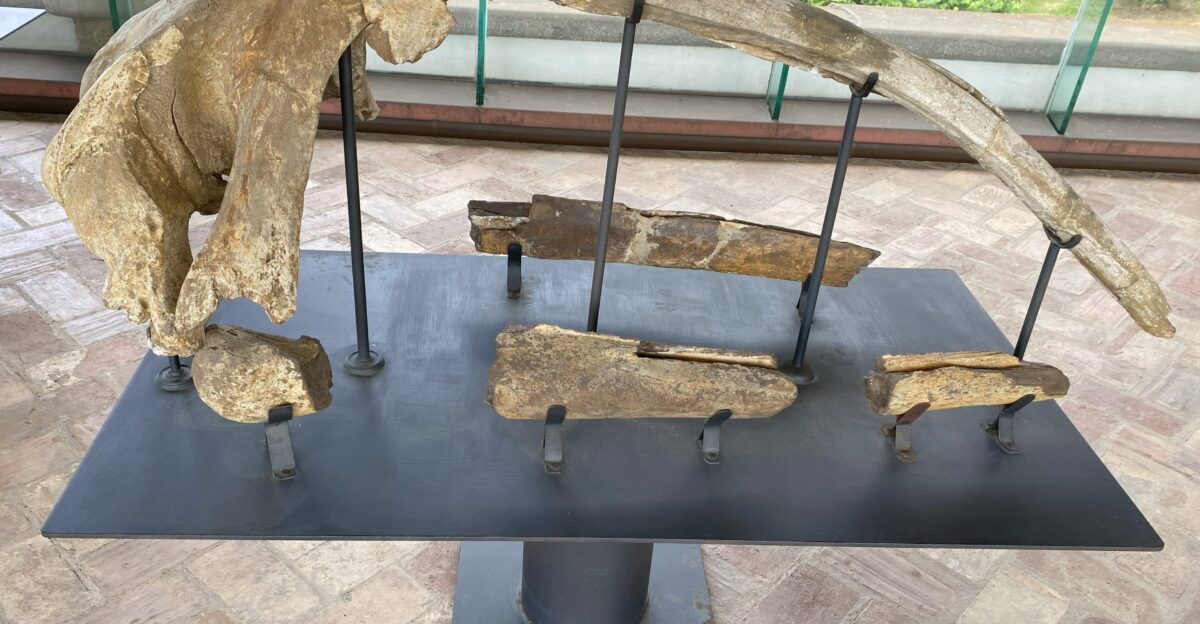 Fossil skull holotype of Balaenula astensis from the Pliocene of Piedmont Italy on display in the Gallery of Whales Natural History Museum of Pisa University