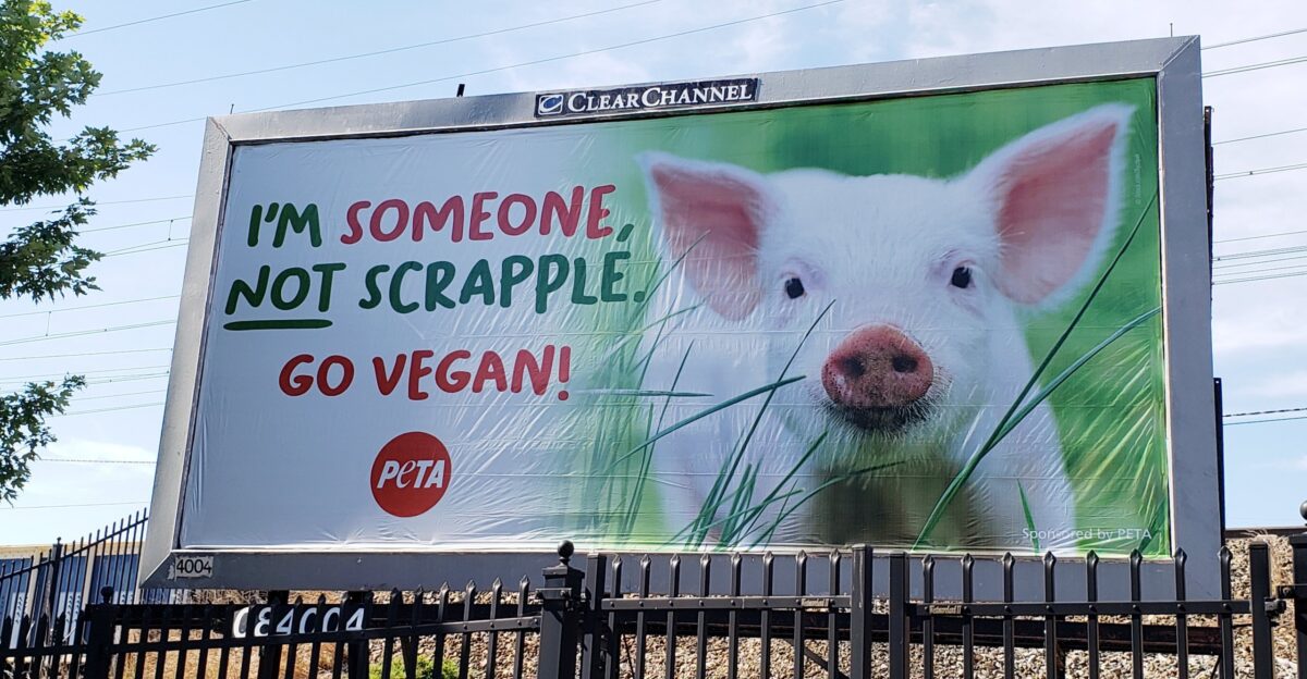 I m Someone Not Scrapple PETA s Pig Plea Hits Local Streets PETA