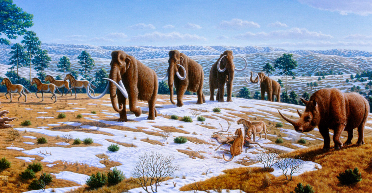 Woolly mammoths were driven to extinction by climate change and human impacts The image depicts a late Pleistocene landscape in northern Spain with woolly mammoths Mammuthus primigenius equids a woolly rhinoceros Coelodonta antiquitatis and European cave lions Panthera leo spelaea with a reindeer carcass Information according to the caption of the same image in Alan Turner 2004 National Geographic Prehistoric Mammals Washington D C National Geographic ISBN 9780792271345 ISBN 9780792269977