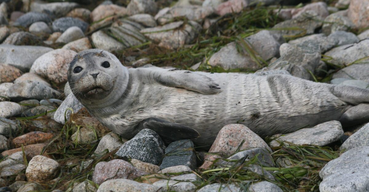 MMPA or the Marine Mammal Protection Act - Whale Dolphin