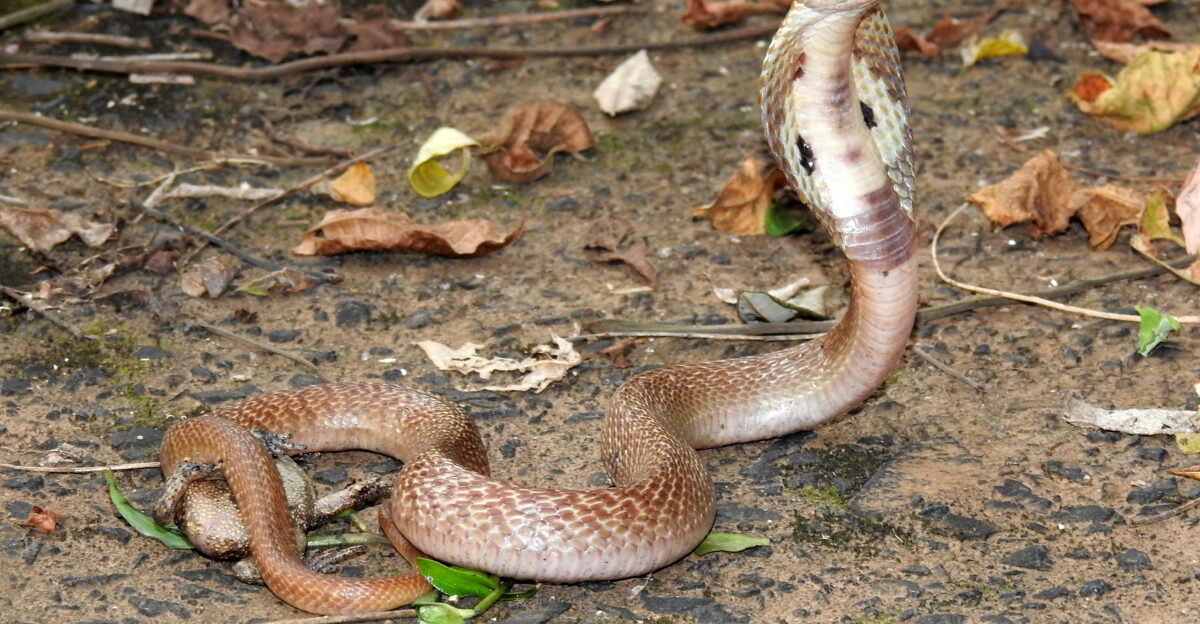Indian Cobra Naja naja also known as the spectacled cobra Asian cobra or Binocellate Cobra Clicked by Dr Raju Kasambe at Mumbai Maharashtra