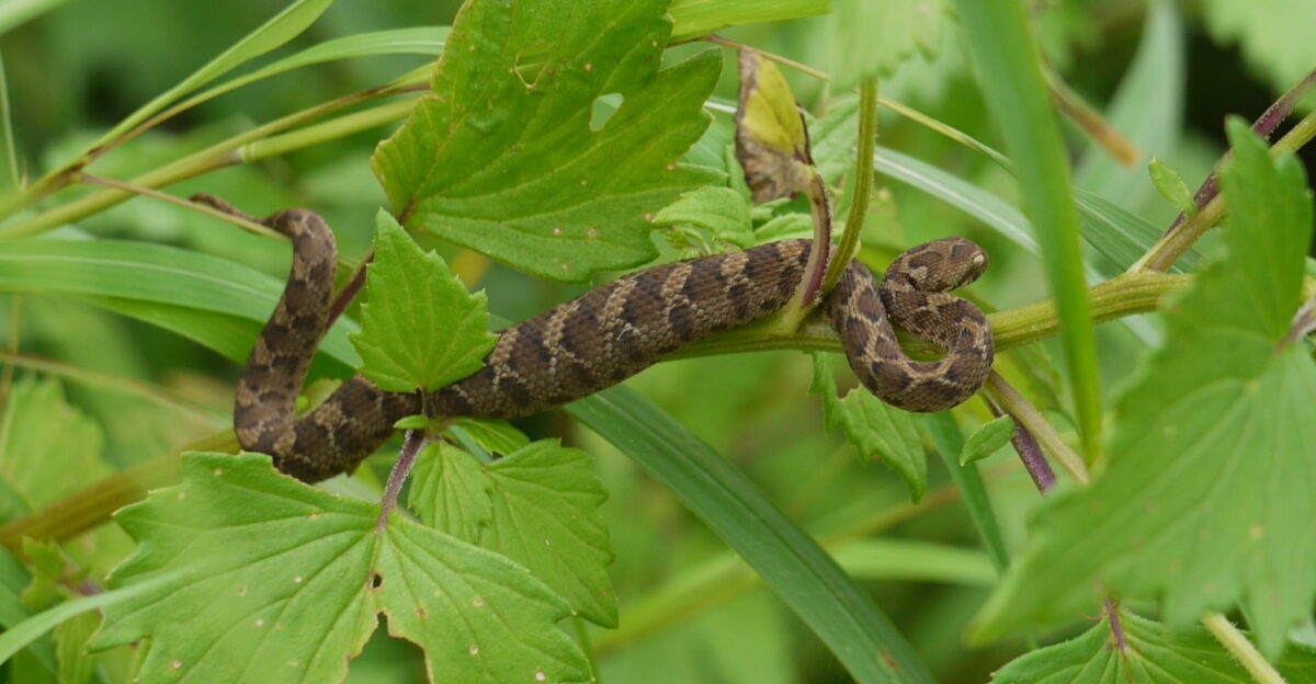 Indian saw-scaled viper snake Echis carinatus ssp carinatus iNaturalist entry