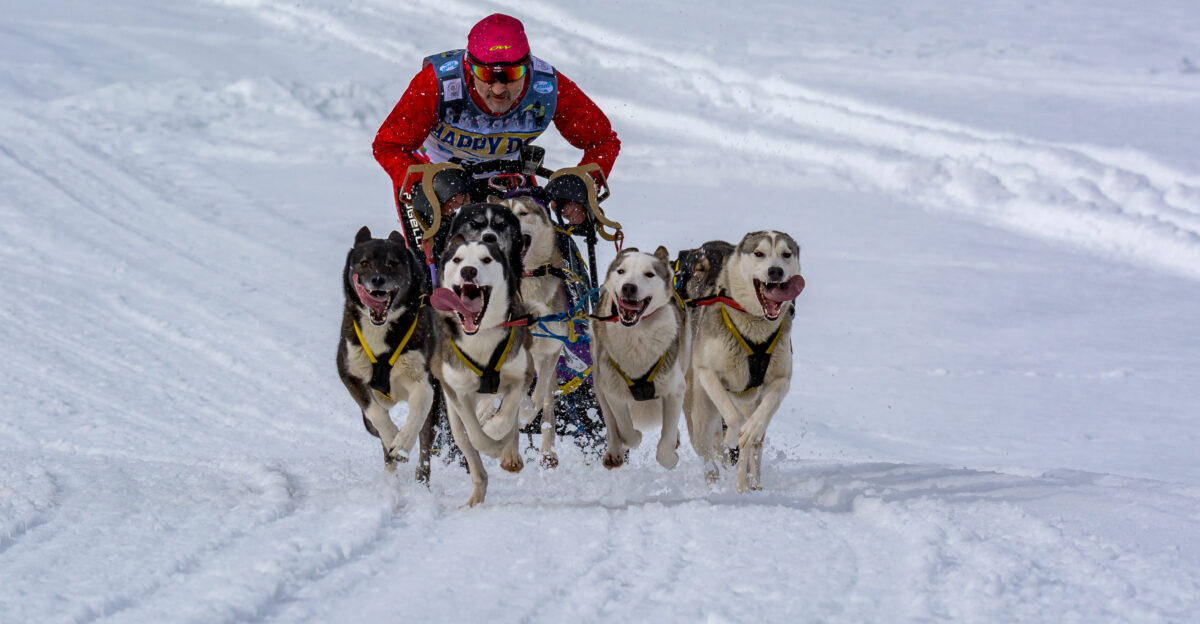European Sleddog Championship Inzell 2017 Kunert ZBYSZEK Category A1 8 Siberian Huskies