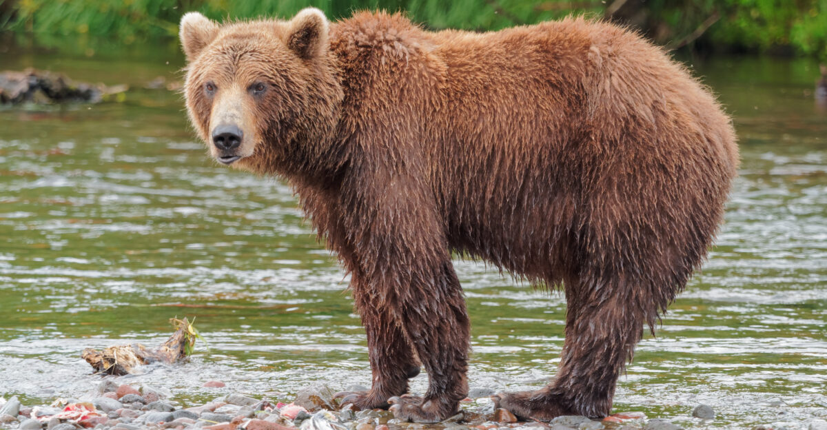 A Kamchatka Brown Bear near Dvuhyurtochnoe taken on July 23rd 2015