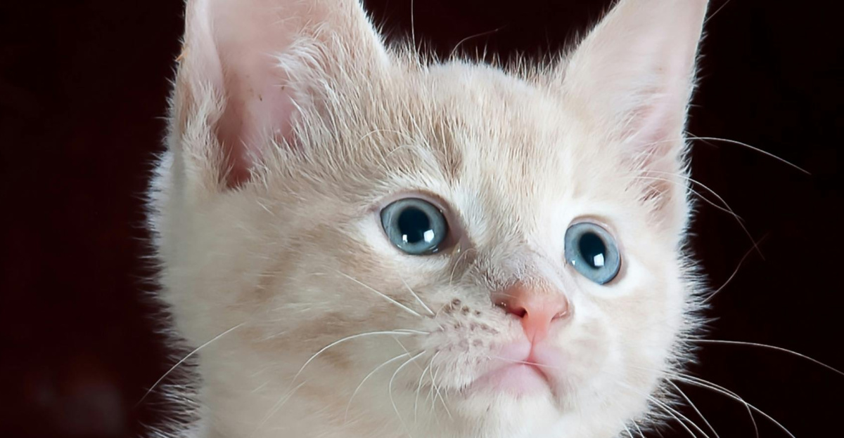 Close-up portrait of an adorable cream-colored kitten with blue eyes resting indoors.
