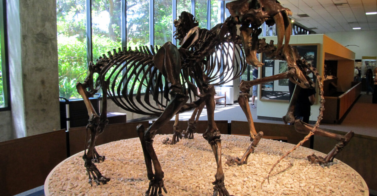 One of the more famous ancient mammals the saber-toothed cat was about the size of today s Siberian tiger Its large canine teeth were brittle and could not have bitten into bone It s believed that once their prey was subdued they used these teeth to bite their neck severing the blood supply and strangliing the windpipe