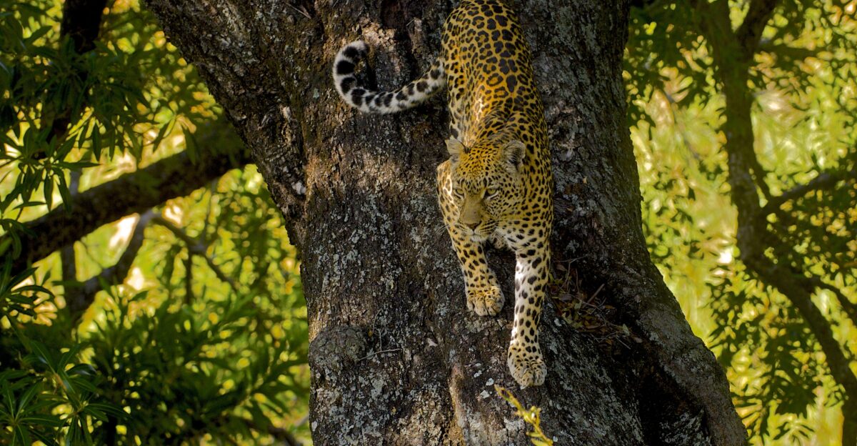 Leopard Panthera pardus Female leopard descending from its favourite tree where it spent the warmest hours of the day Londolozi Sabi Sand South Africa