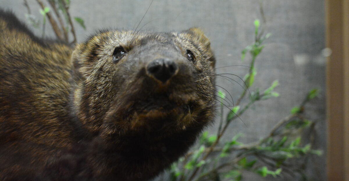 Taxidermied fisher Martes pennanti Longmire Museum Longmire Washington in Mount Rainier National Park