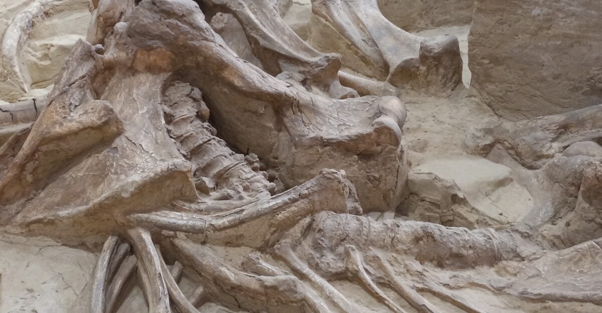 Mammoth dig site at Mammoth site Hot Springs