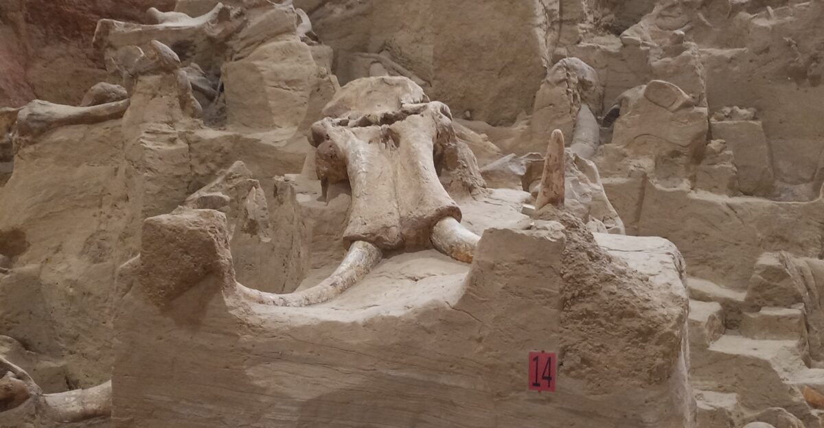 mammoth dig site at hot springs