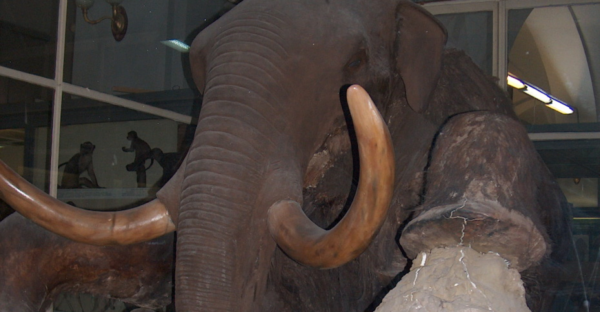 Model of the "Beresovka Mammoth" on display in Museum of Zoology in St Petersburg. One third of the model is covered in skin of the actual mammoth that was found near the River Berezovka.