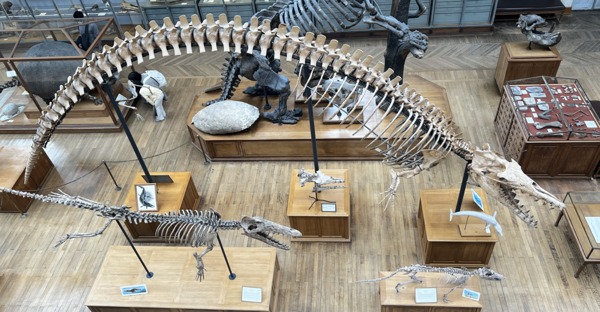 Fossil skeletons of Pakicetus lower right Ambulocetus lower left and Cynthiacetus upper at the Mus um national d Histoire naturelle