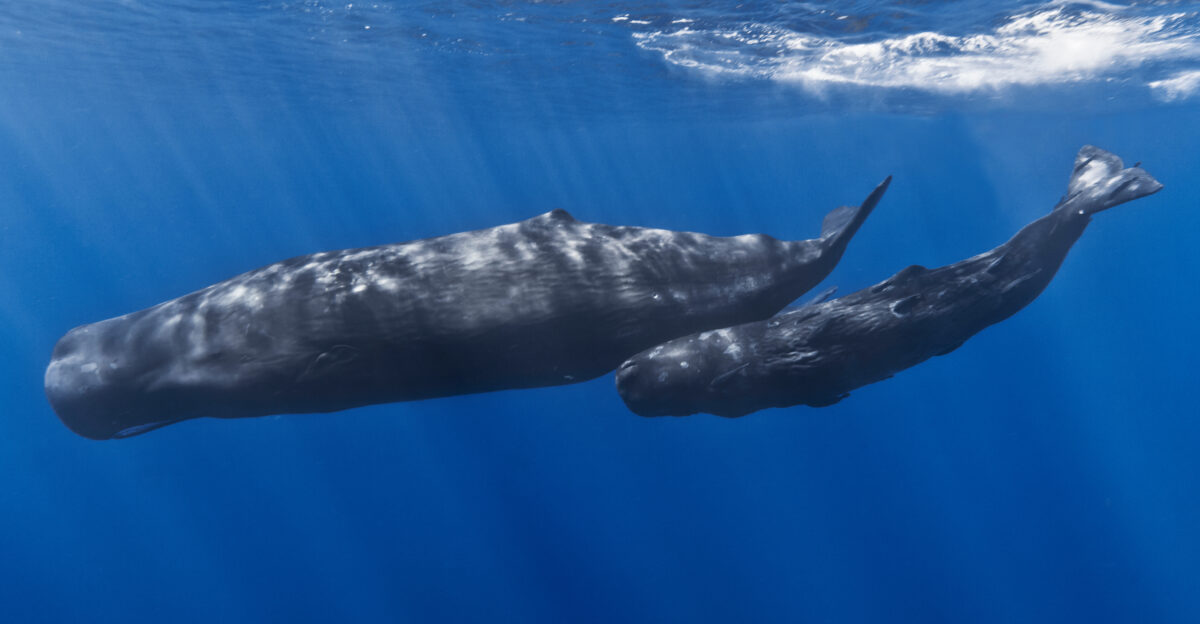 A mother sperm whale and her calf off the coast of Mauritius The calf has remoras attached to its body
