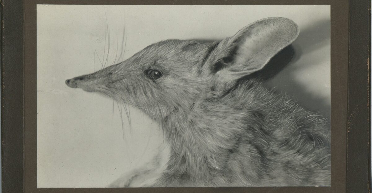 Mounted photograph of a Nullarbor barred bandicoot Perameles papillon Produced by Frederic Wood Jones during his time at University of Adelaide 1924-1926 Original held by the Harry Brookes Allen Museum of Anatomy and Pathology 516-501117