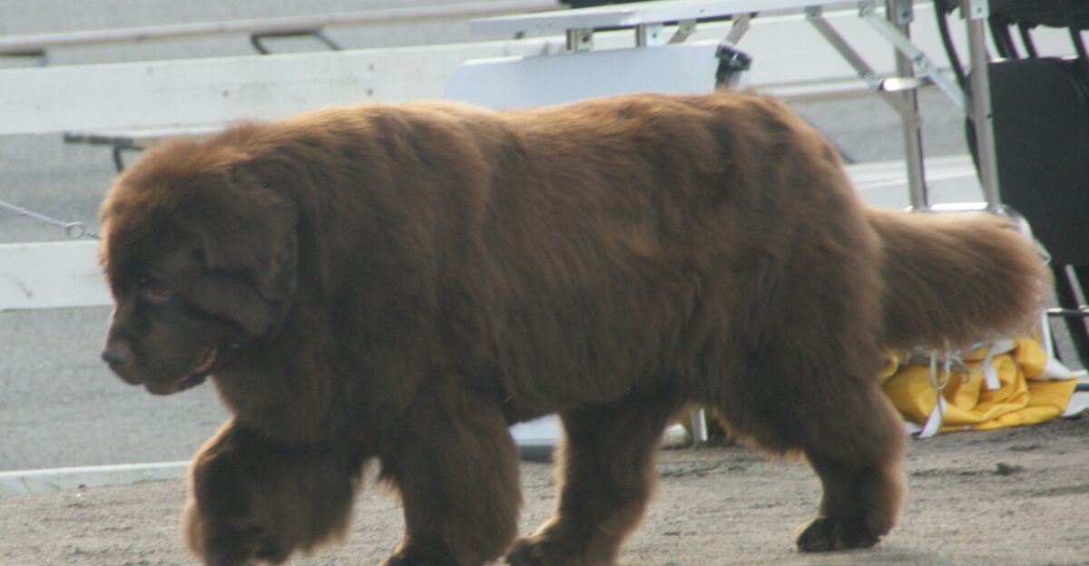 Newfoundland brown male