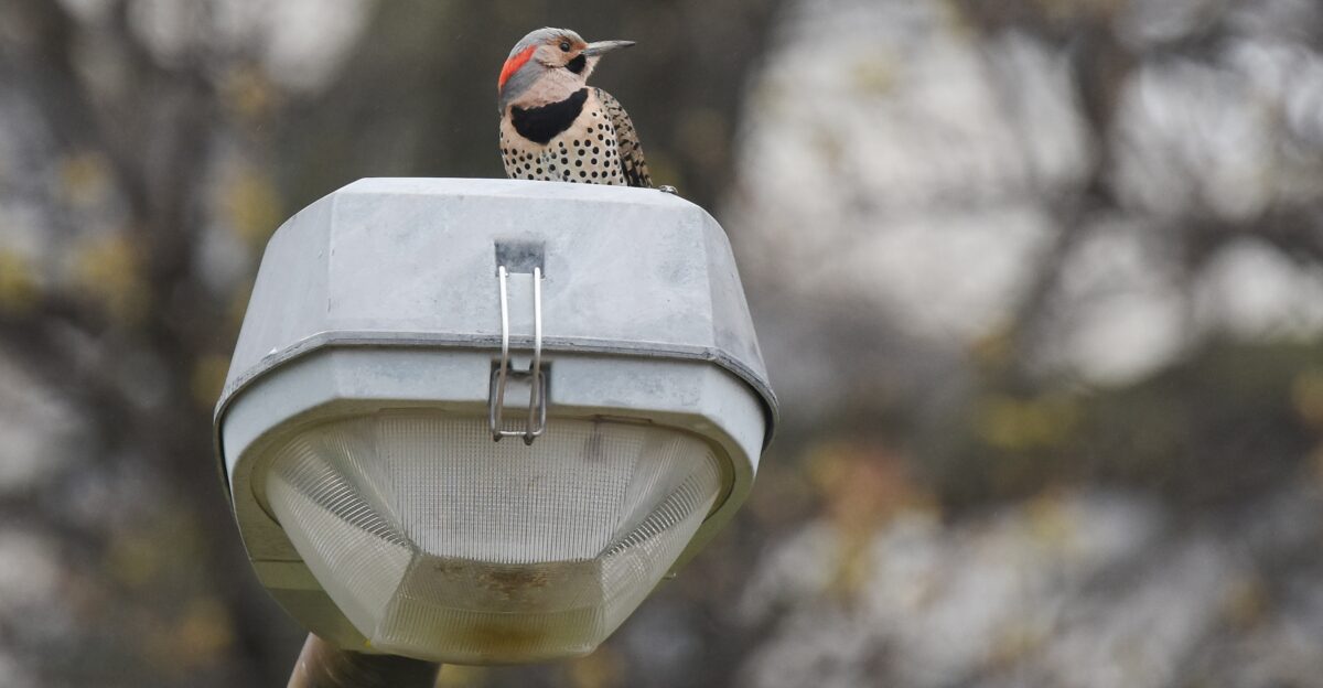 Forest Park Every spring they drum on streetlights in the city