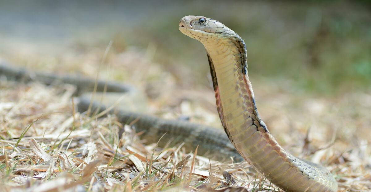 Ophiophagus hannah King cobra- Kaeng Krachan National Park Photo by Thai National Parks