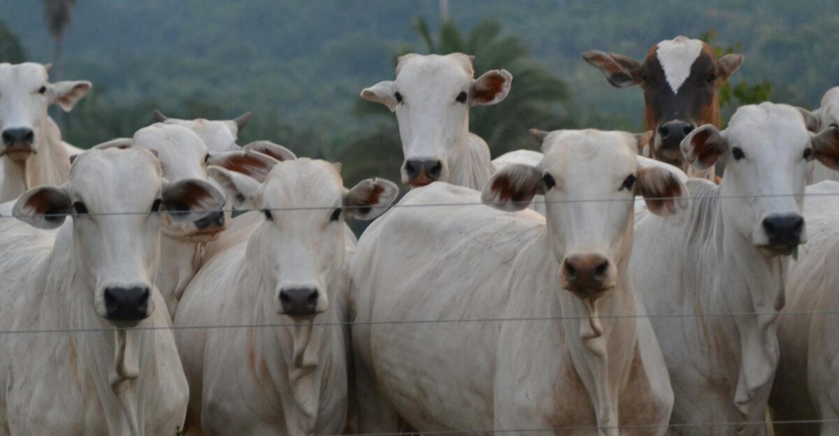 Group of Nelore cattle standing behind a fence on a ranch with a forested backdrop