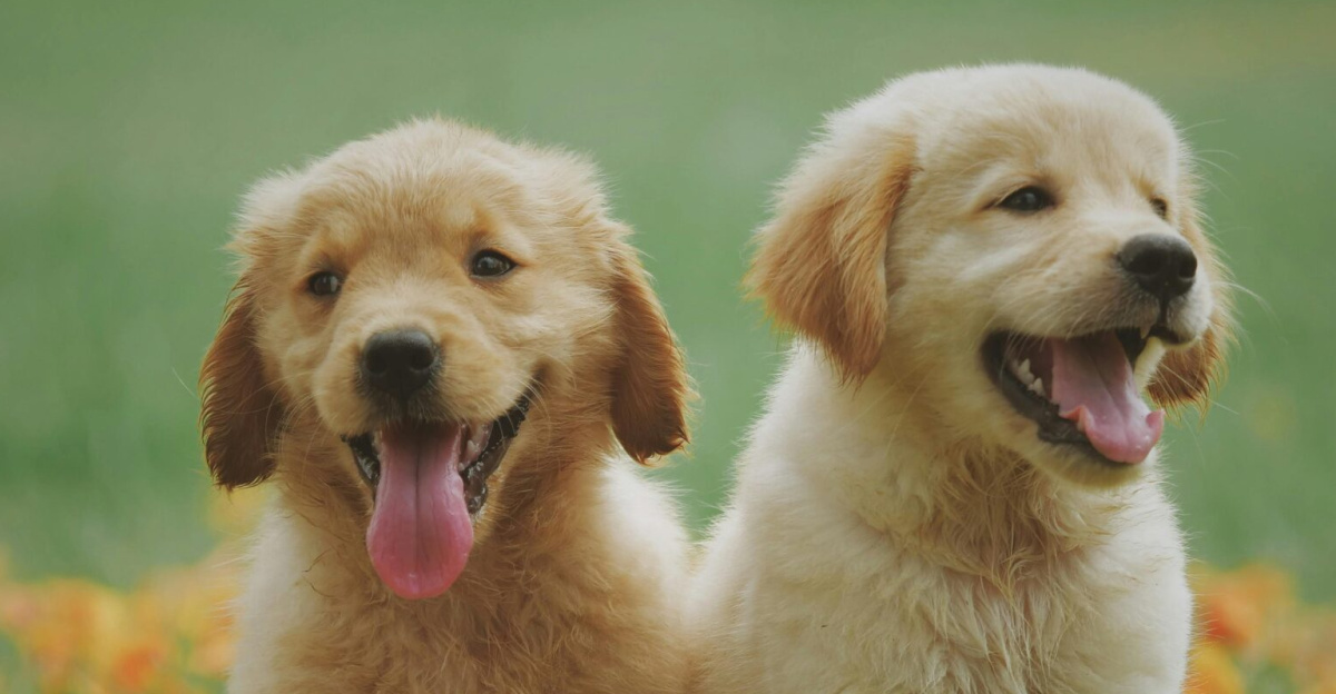 Adorable golden retriever puppies sitting in a field of flowers, enjoying a sunny day.