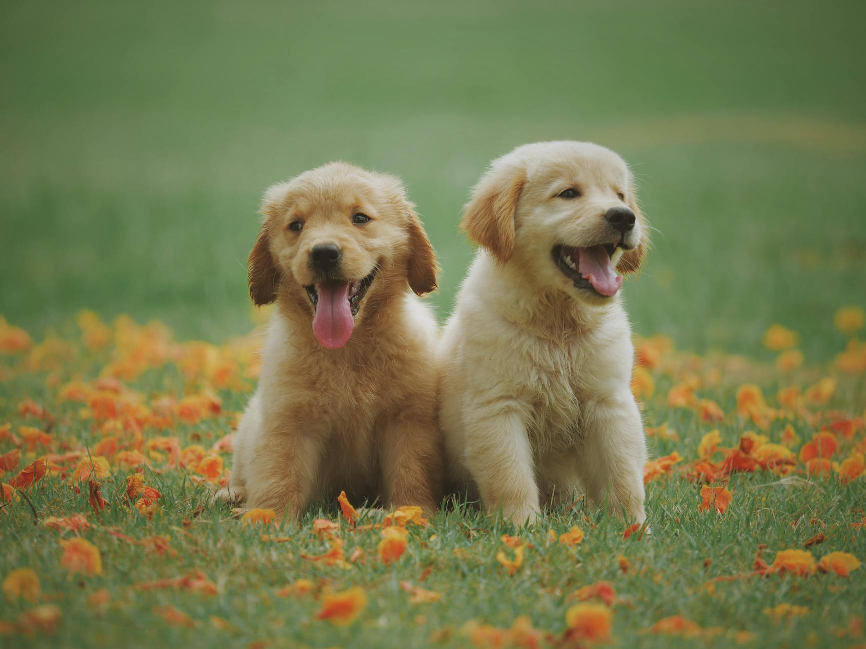 Adorable golden retriever puppies sitting in a field of flowers enjoying a sunny day