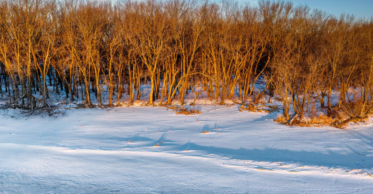 A serene winter scene with snow-covered ground and warm sunlight on trees near West Newton, Minnesota.