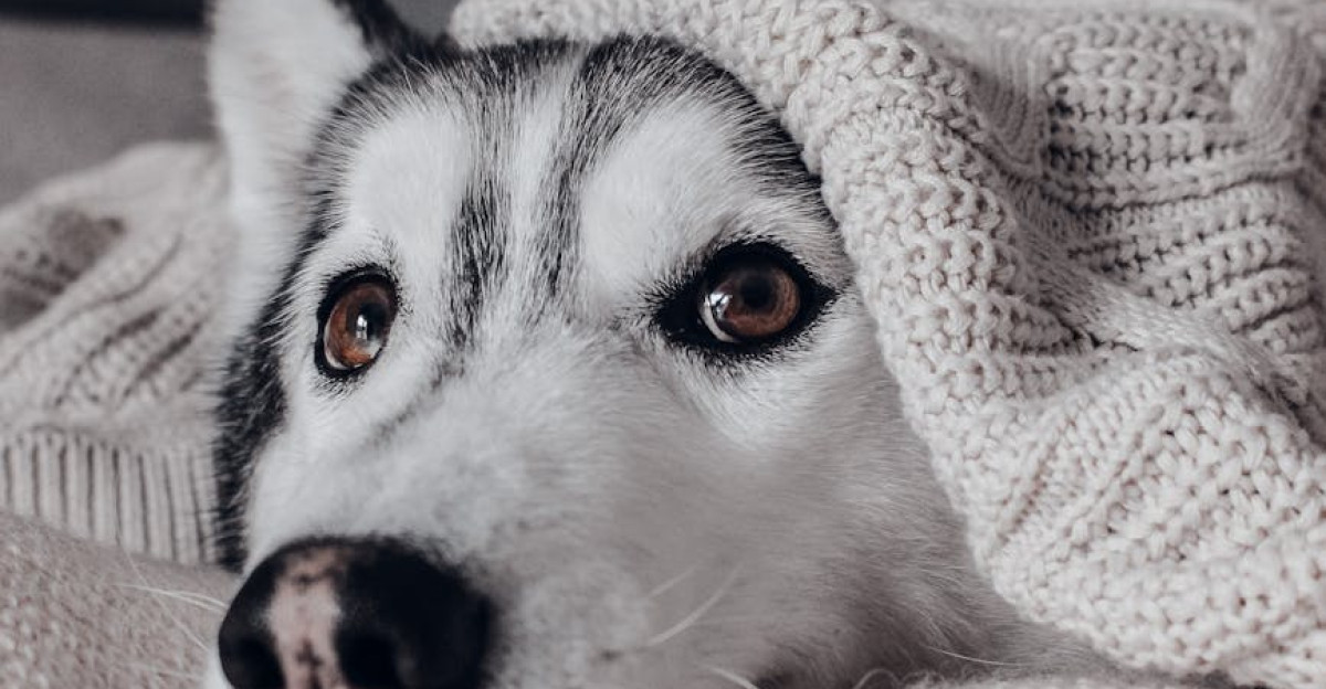 A cozy Siberian Husky wrapped in a knitted blanket for a warm and comfy vibe