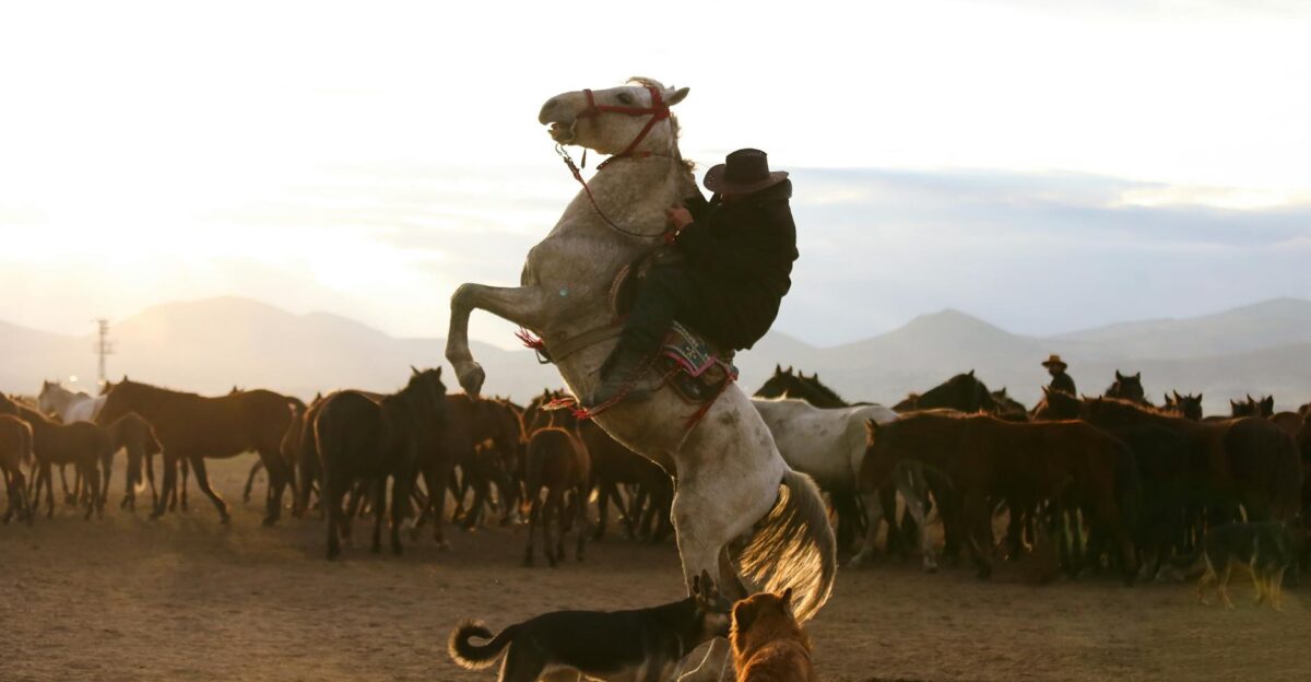 A cowboy rides a rearing horse at sunset surrounded by a herd of horses and dogs
