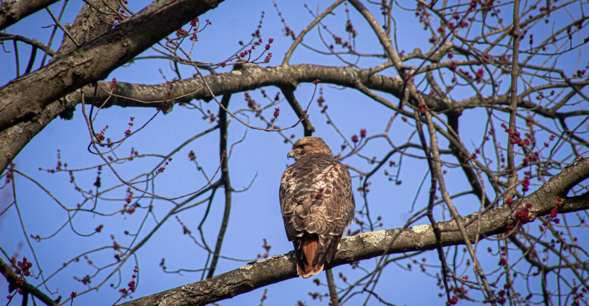 A red-tailed hawk perches serenely on a branch against a bright blue sky