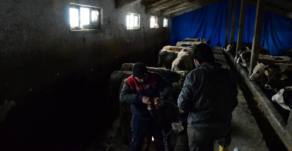 Two farm workers caring for cattle in a dimly lit barn highlighting traditional animal husbandry